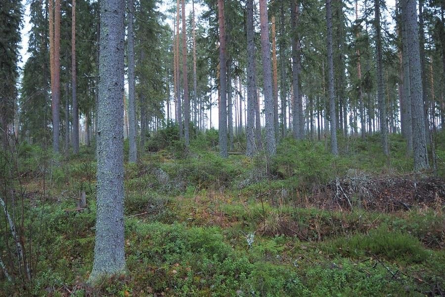 Kohdekuva 3