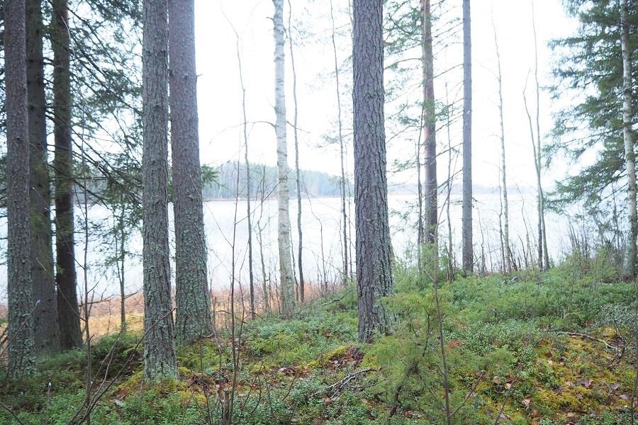 Kohdekuva 1