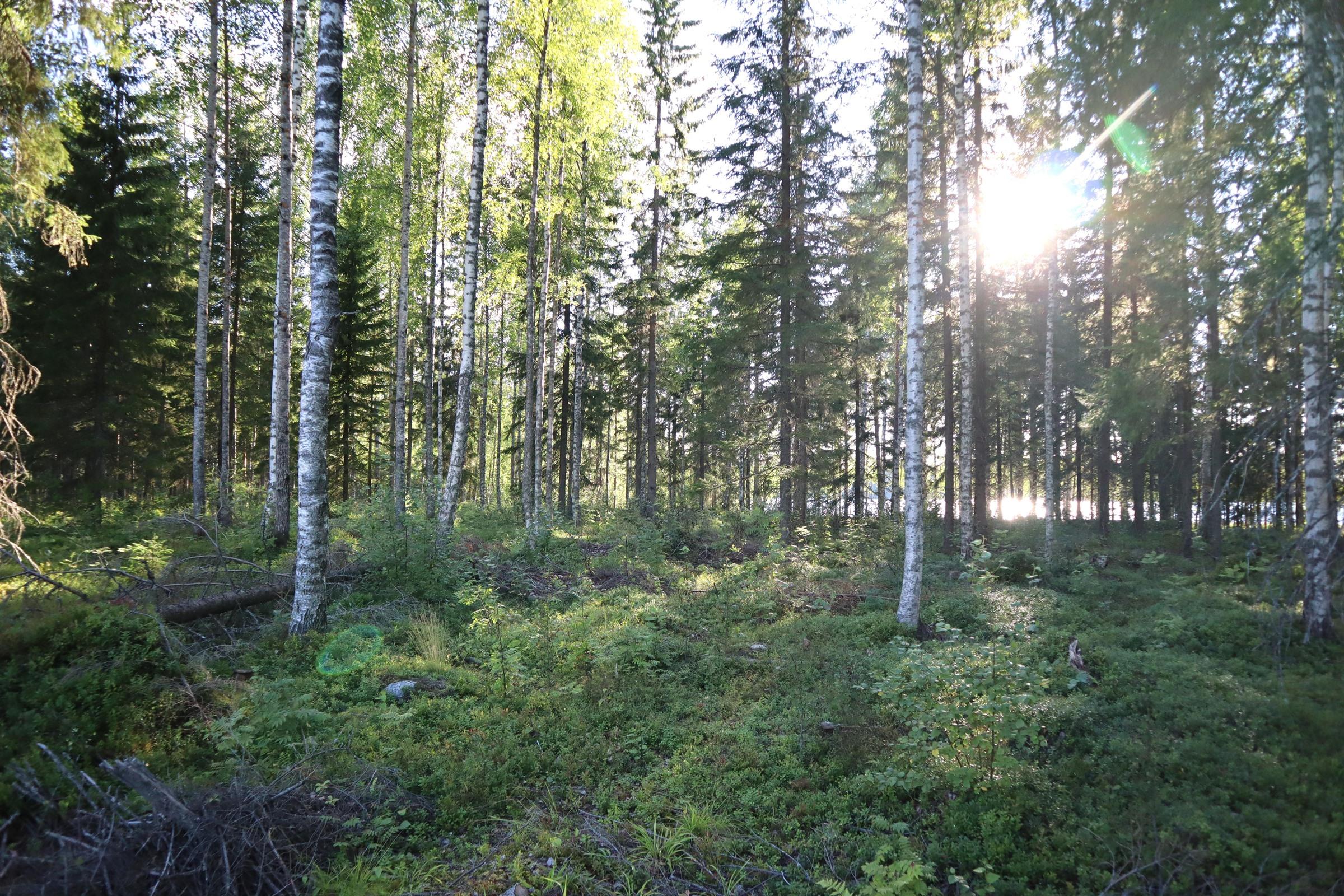 Kohdekuva 5