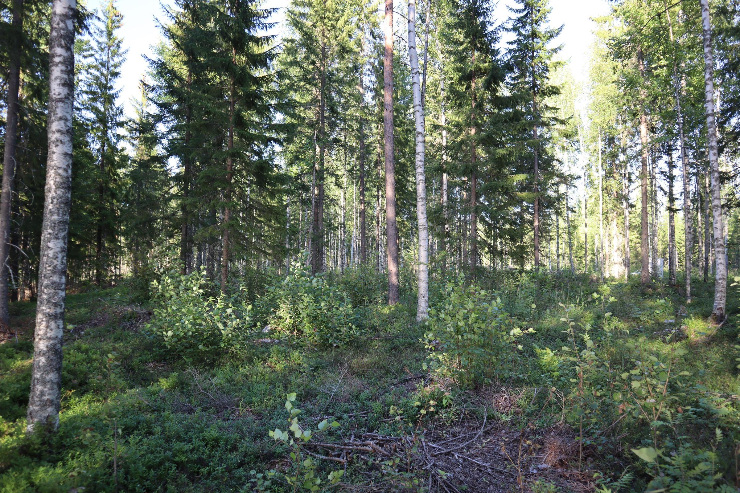Kohdekuva 3