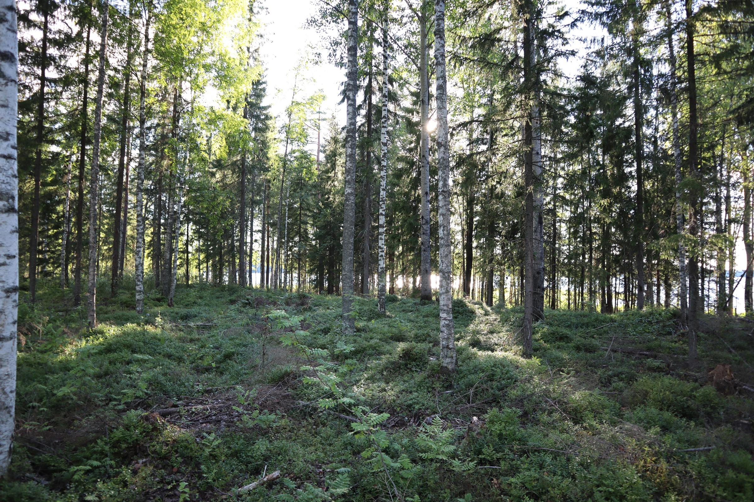 Kohdekuva 4