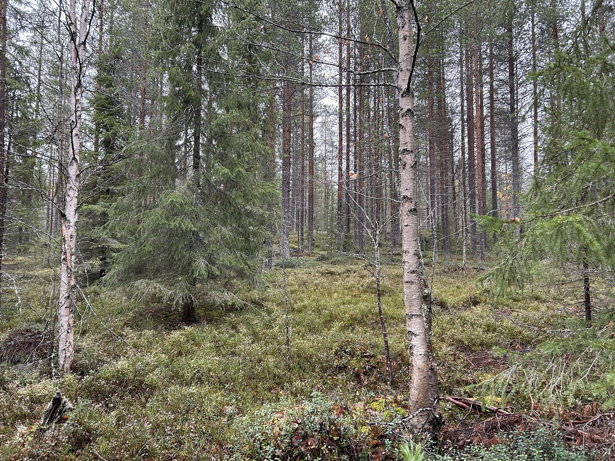 Kohdekuva 1