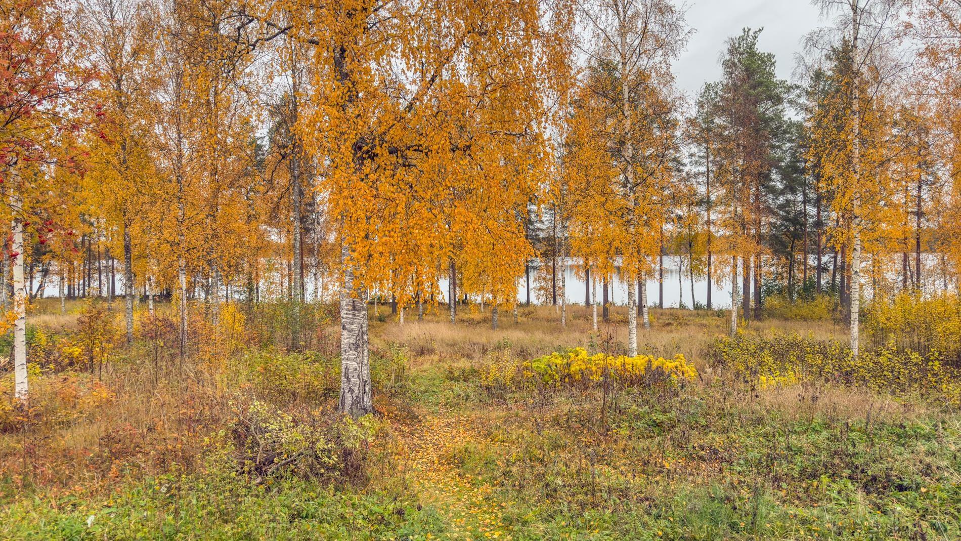 Kohdekuva 33