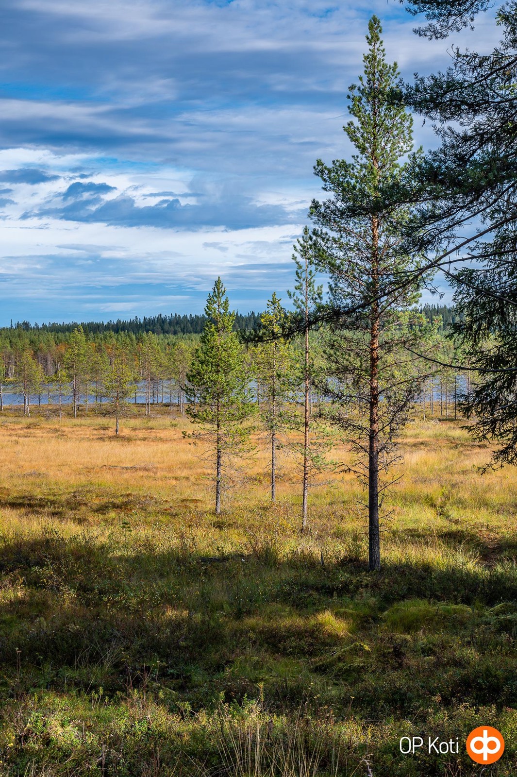 Kohdekuva 51