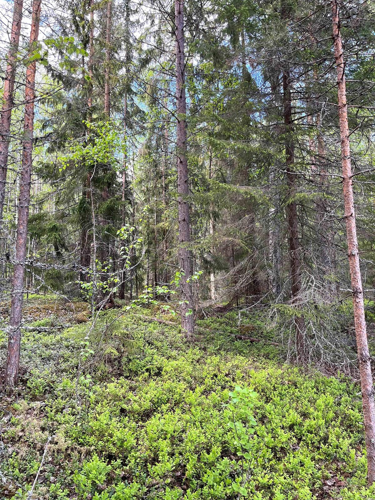 Kohdekuva 5