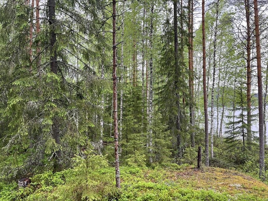 Kohdekuva 19