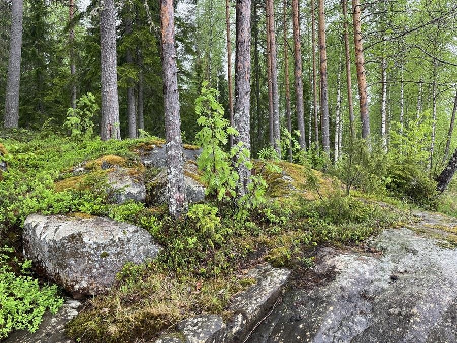 Kohdekuva 12