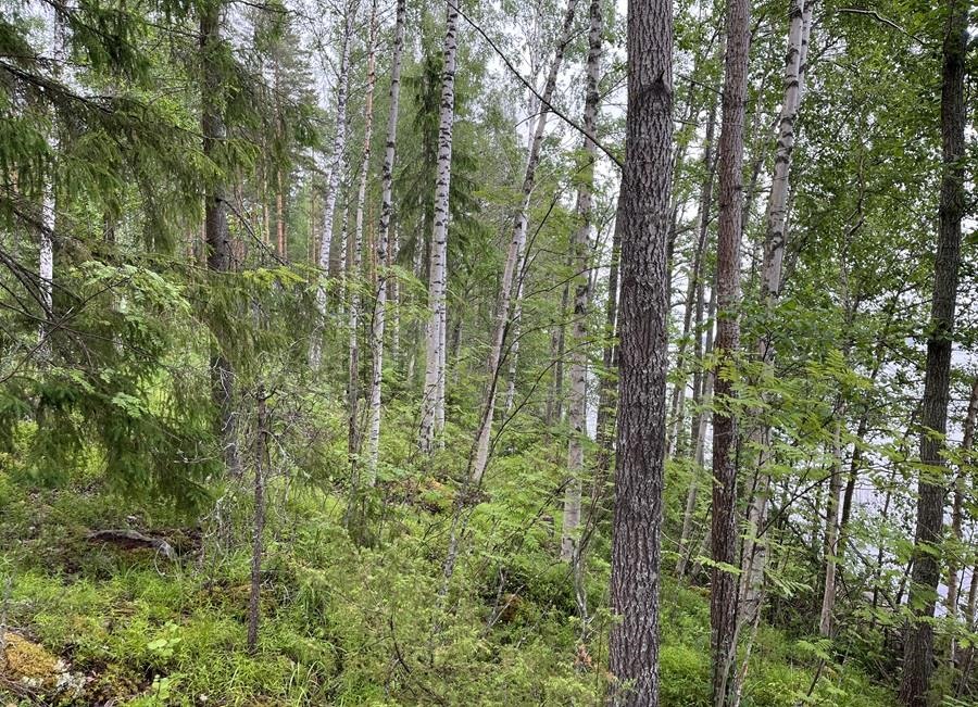 Kohdekuva 8