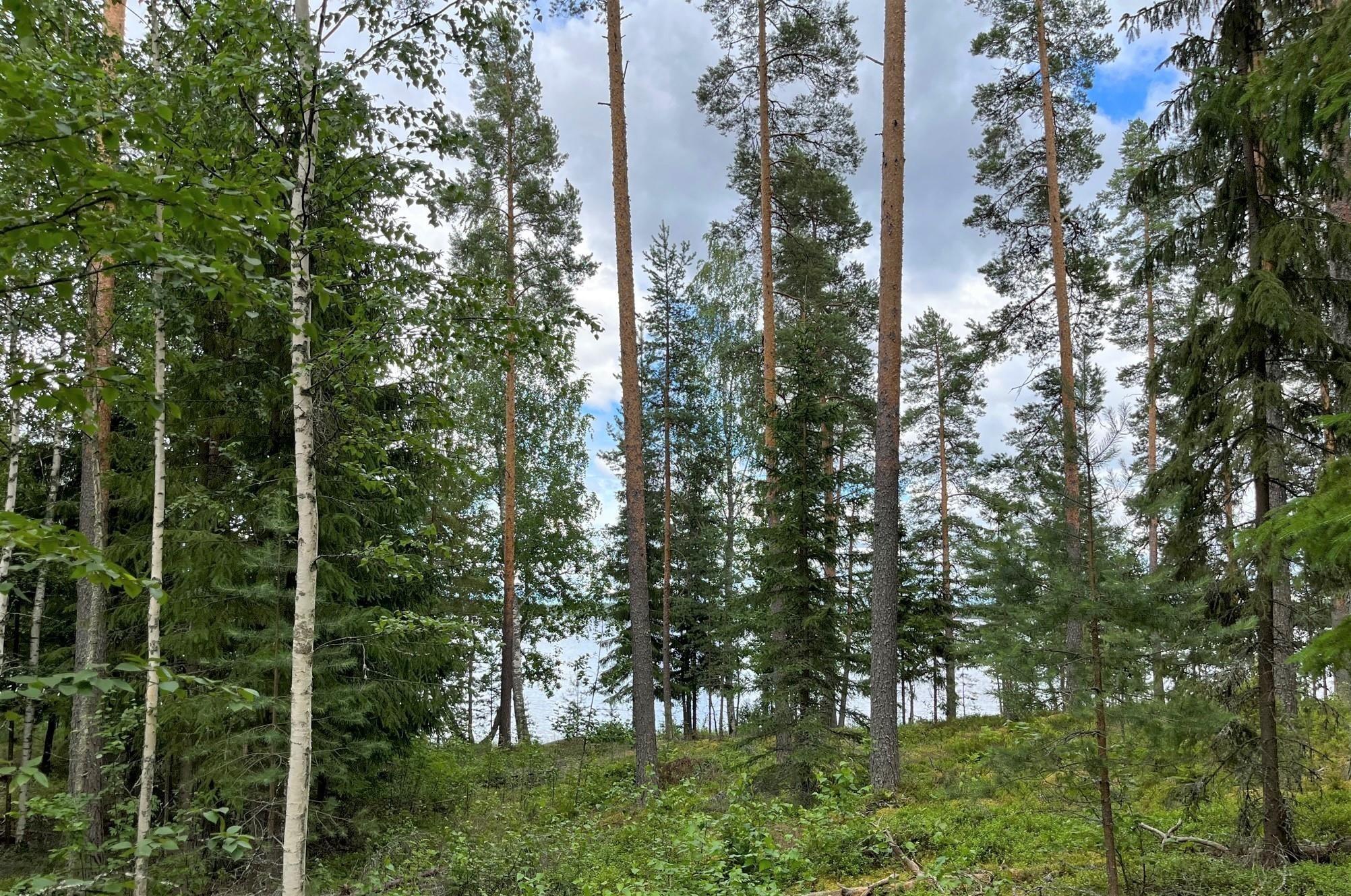 Kohdekuva 17