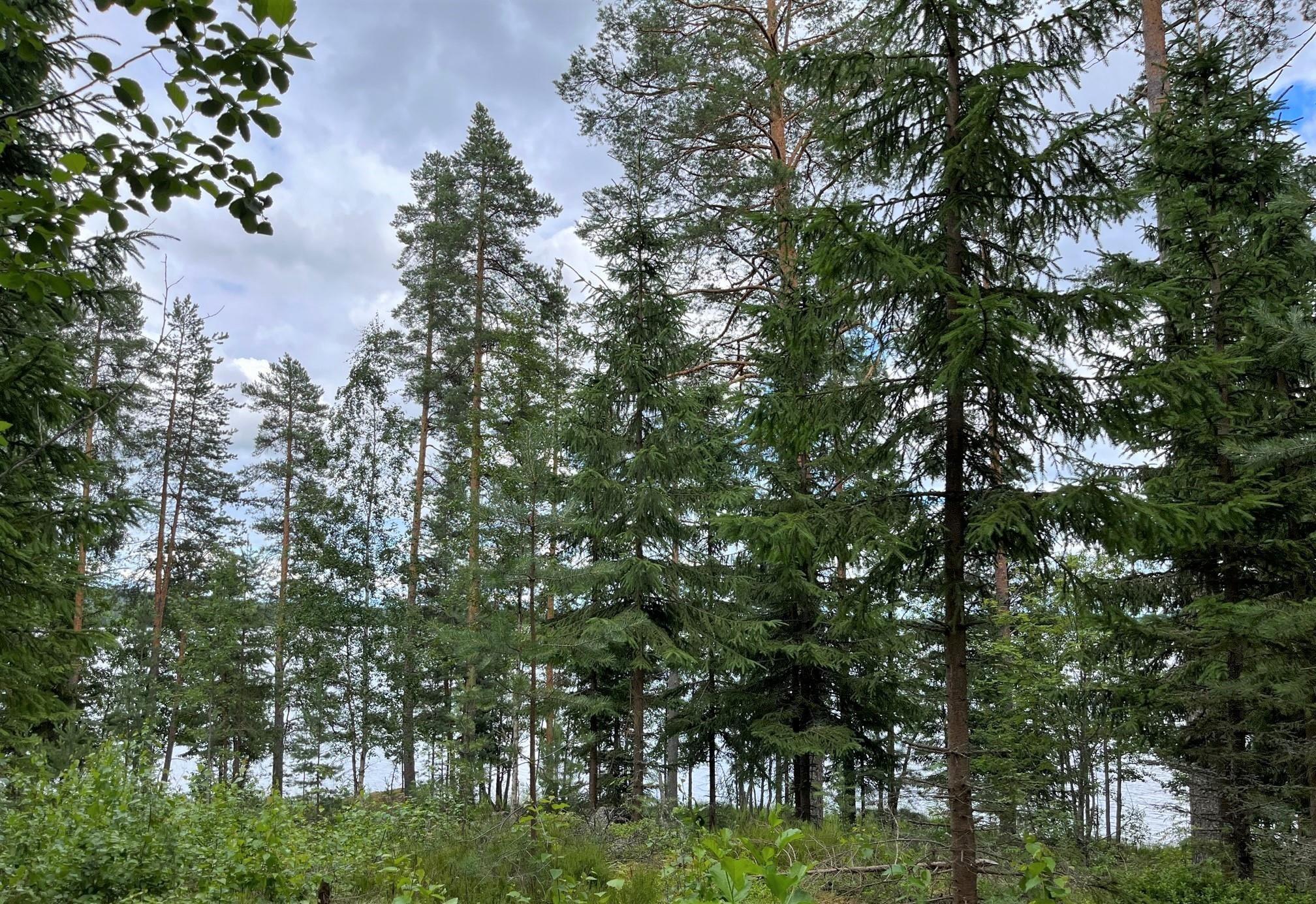 Kohdekuva 16