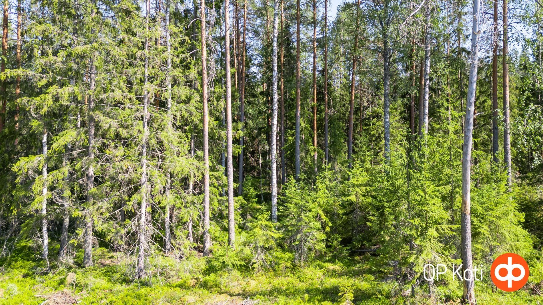 Yleiskuvaa tontista