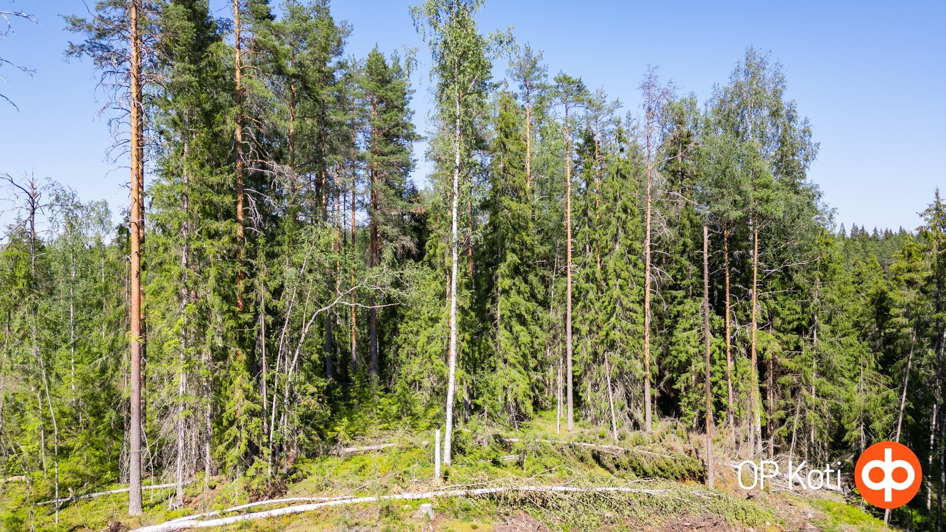 Yleiskuvaa tontista