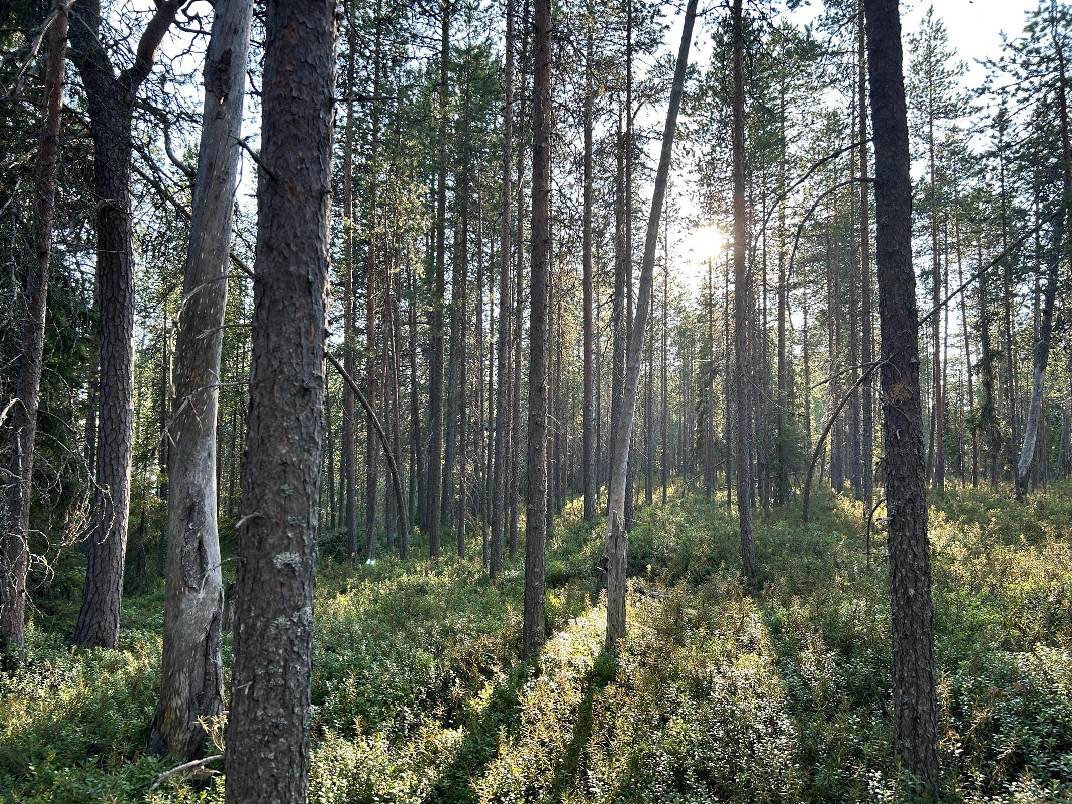 Kohdekuva 18