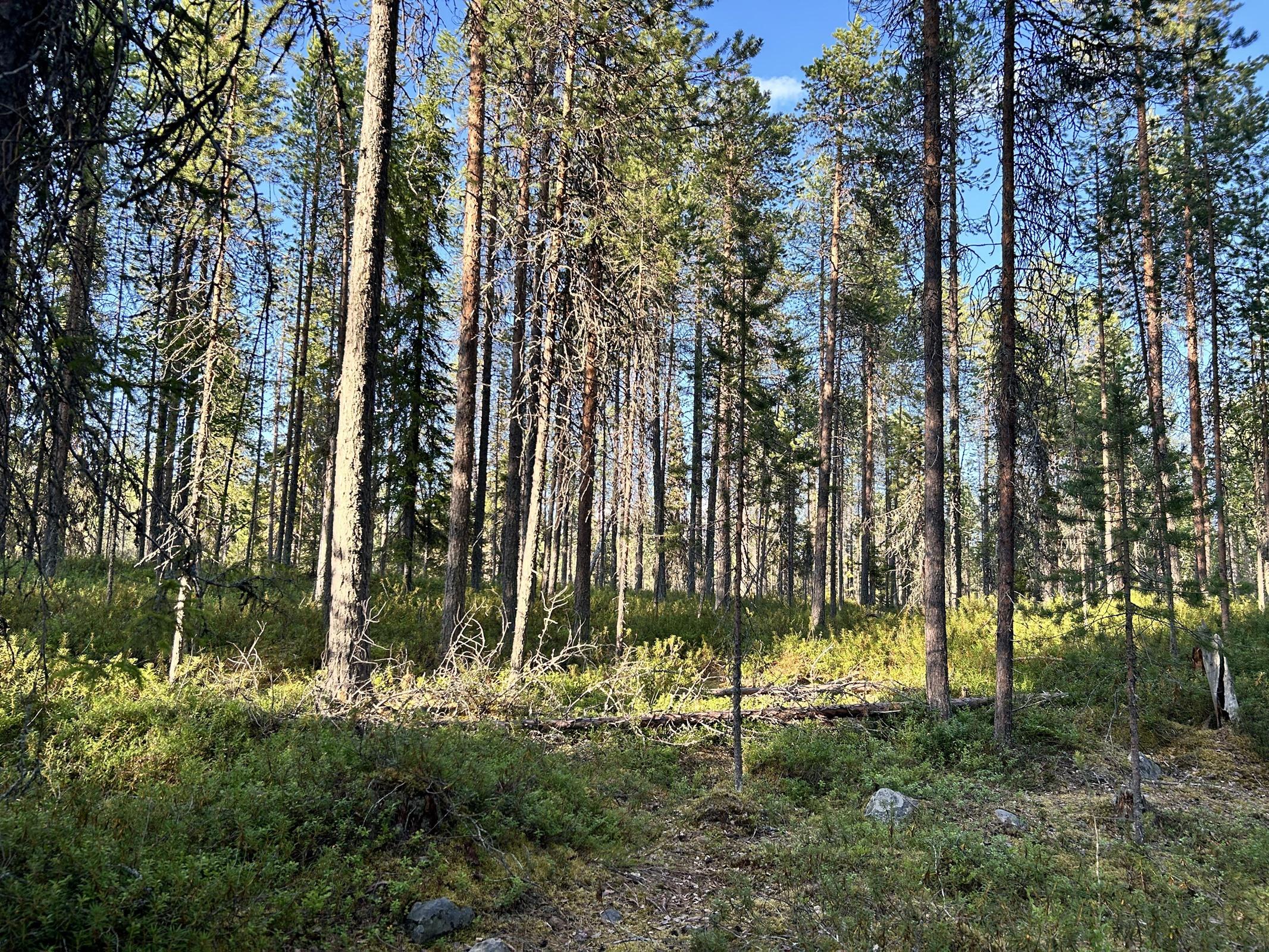 Kohdekuva 16