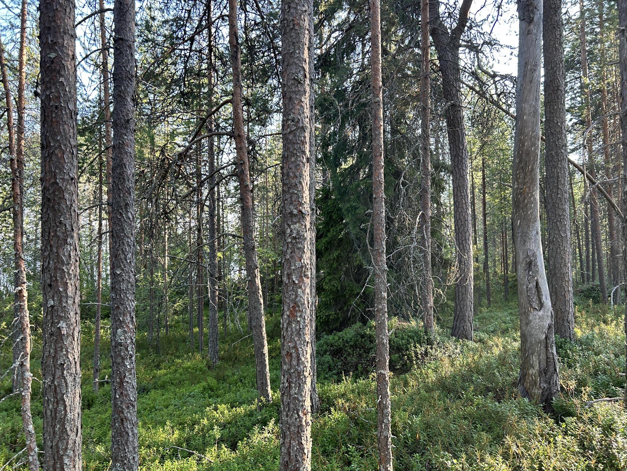 Kohdekuva 17