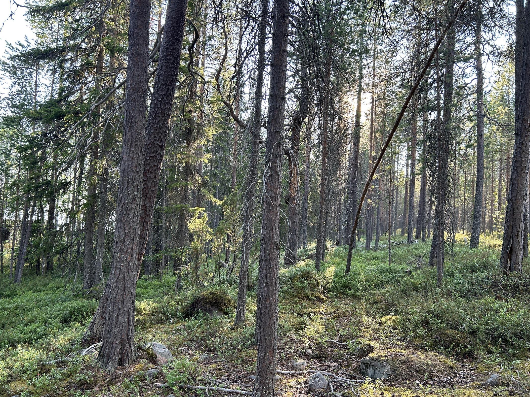 Kohdekuva 14