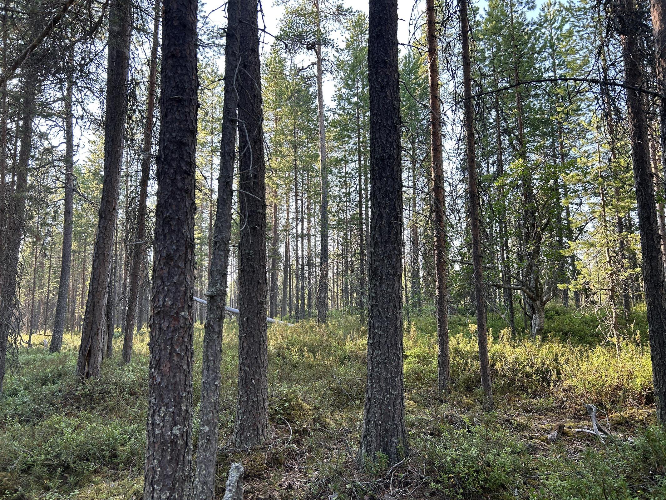 Kohdekuva 15