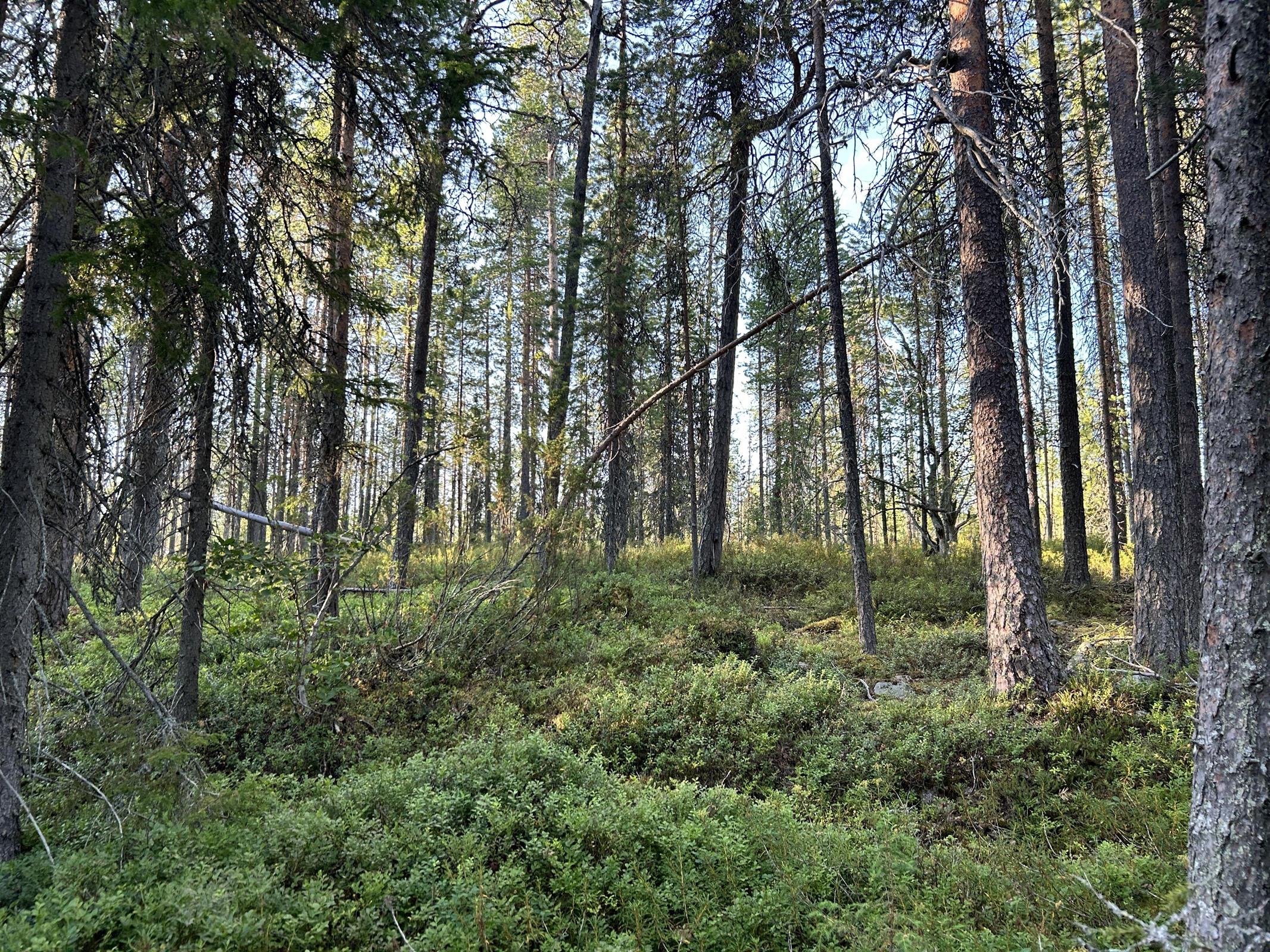 Kohdekuva 12