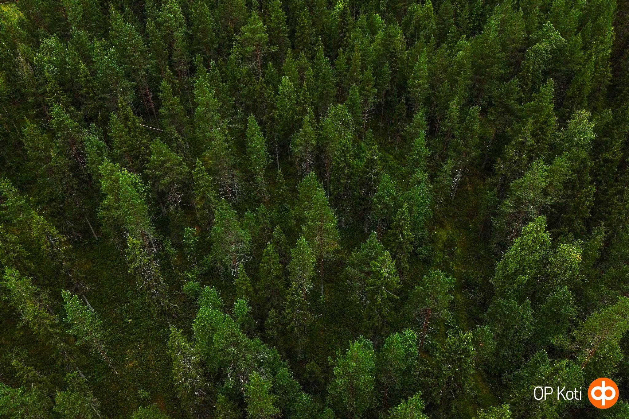 Kohdekuva 36