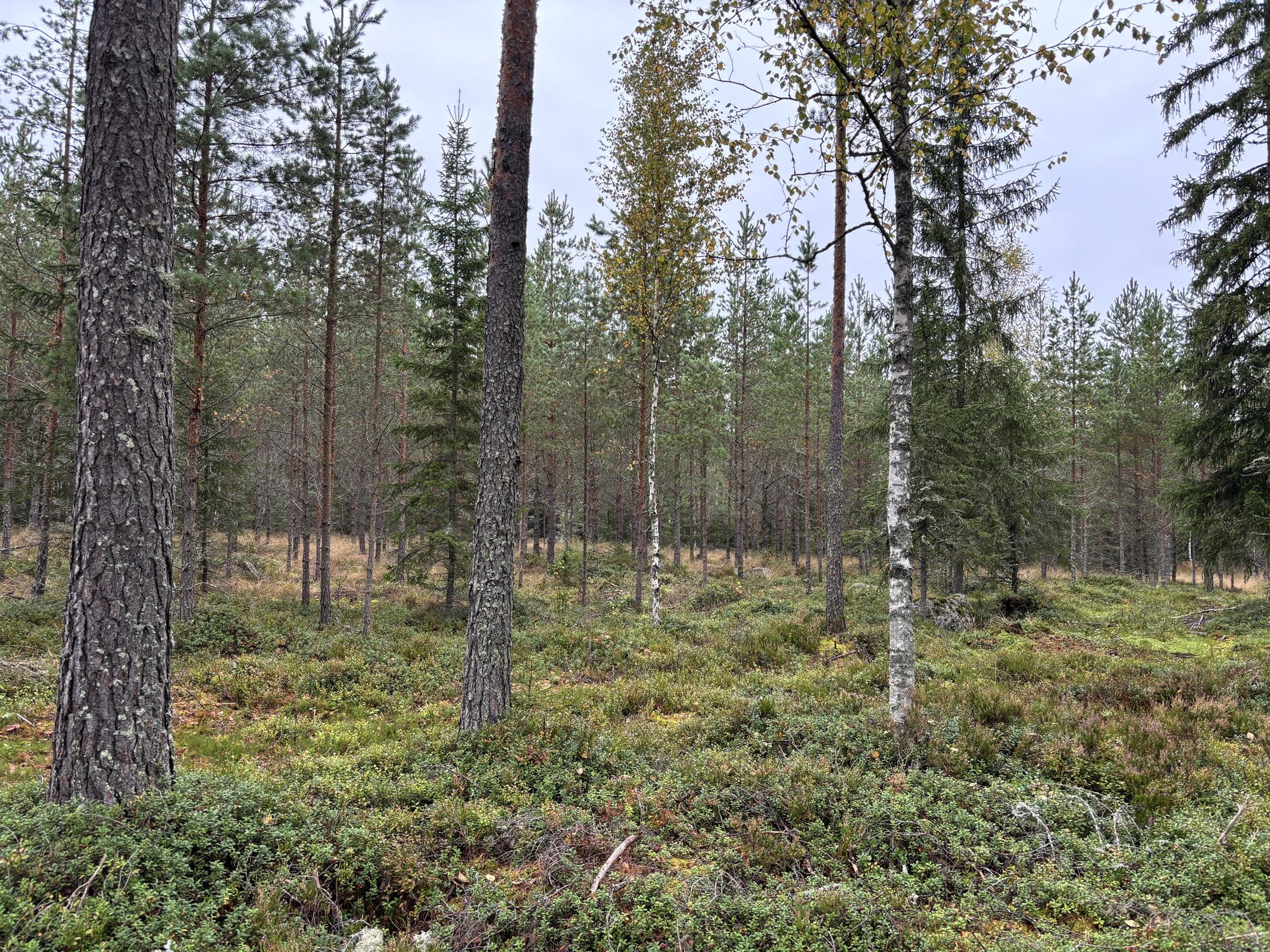 Kohdekuva 6