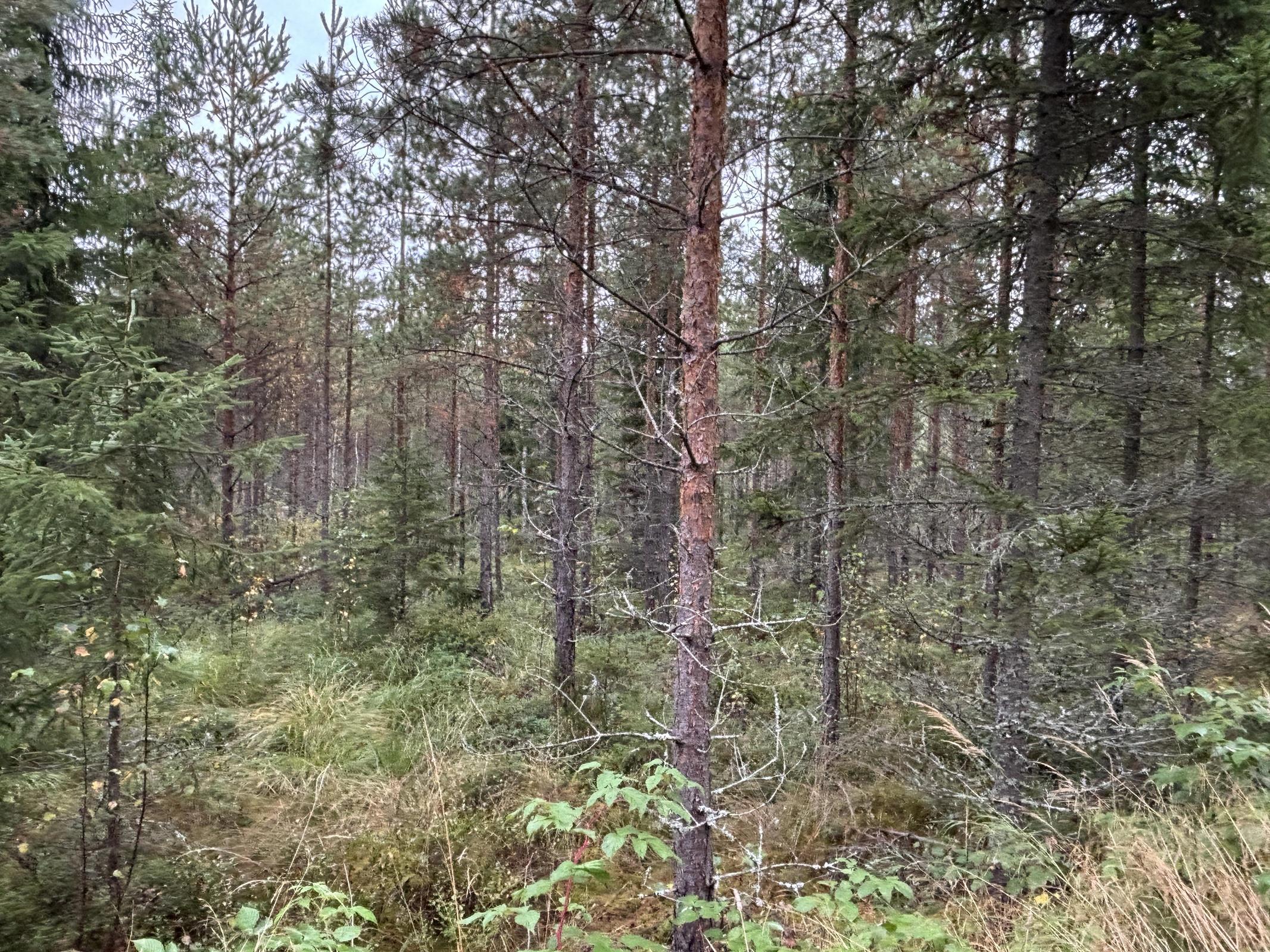 Kohdekuva 17