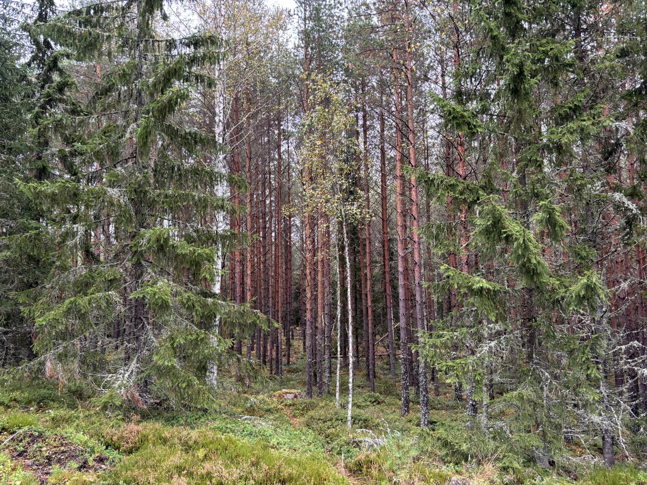 Kohdekuva 14