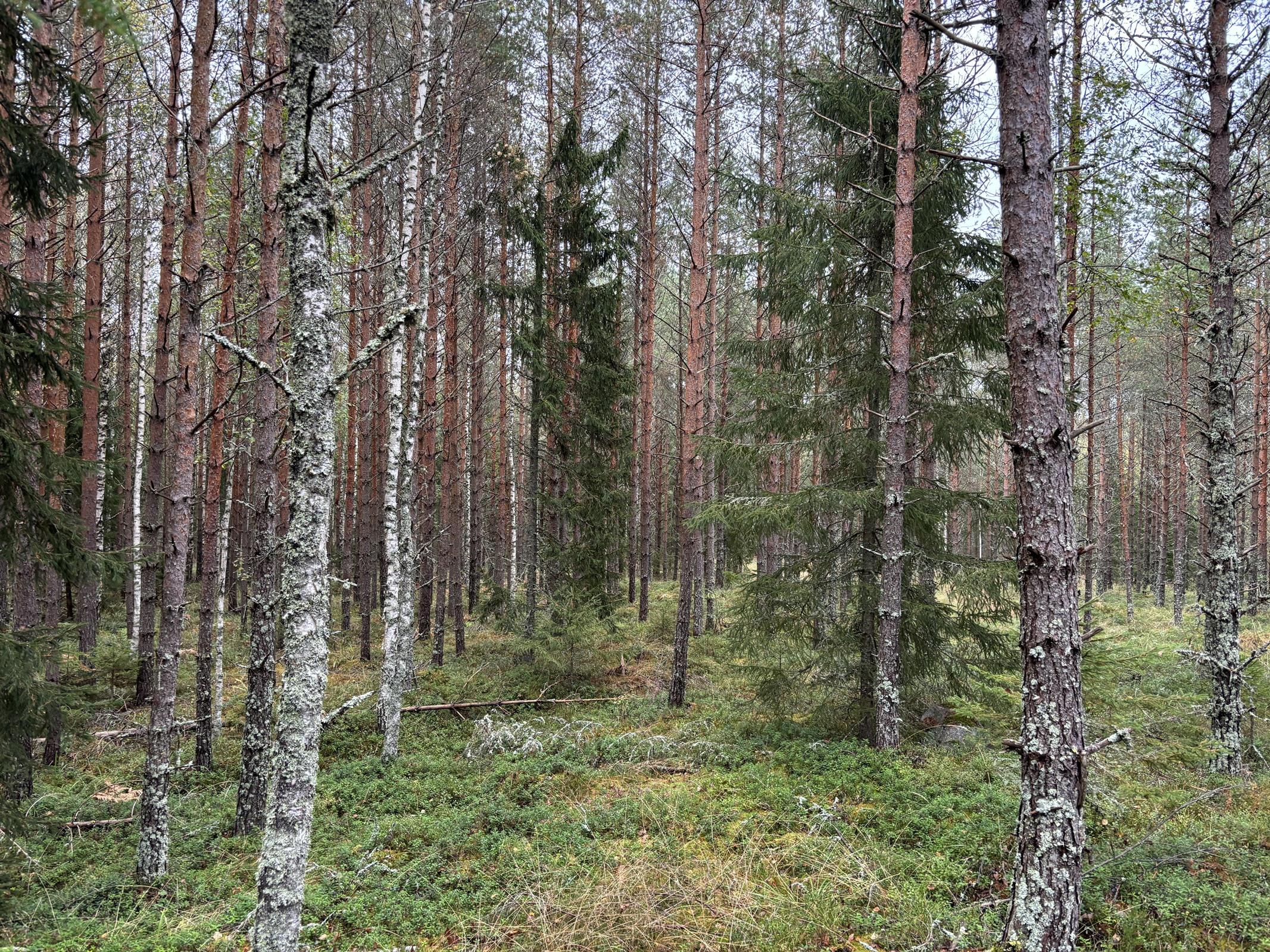Kohdekuva 16