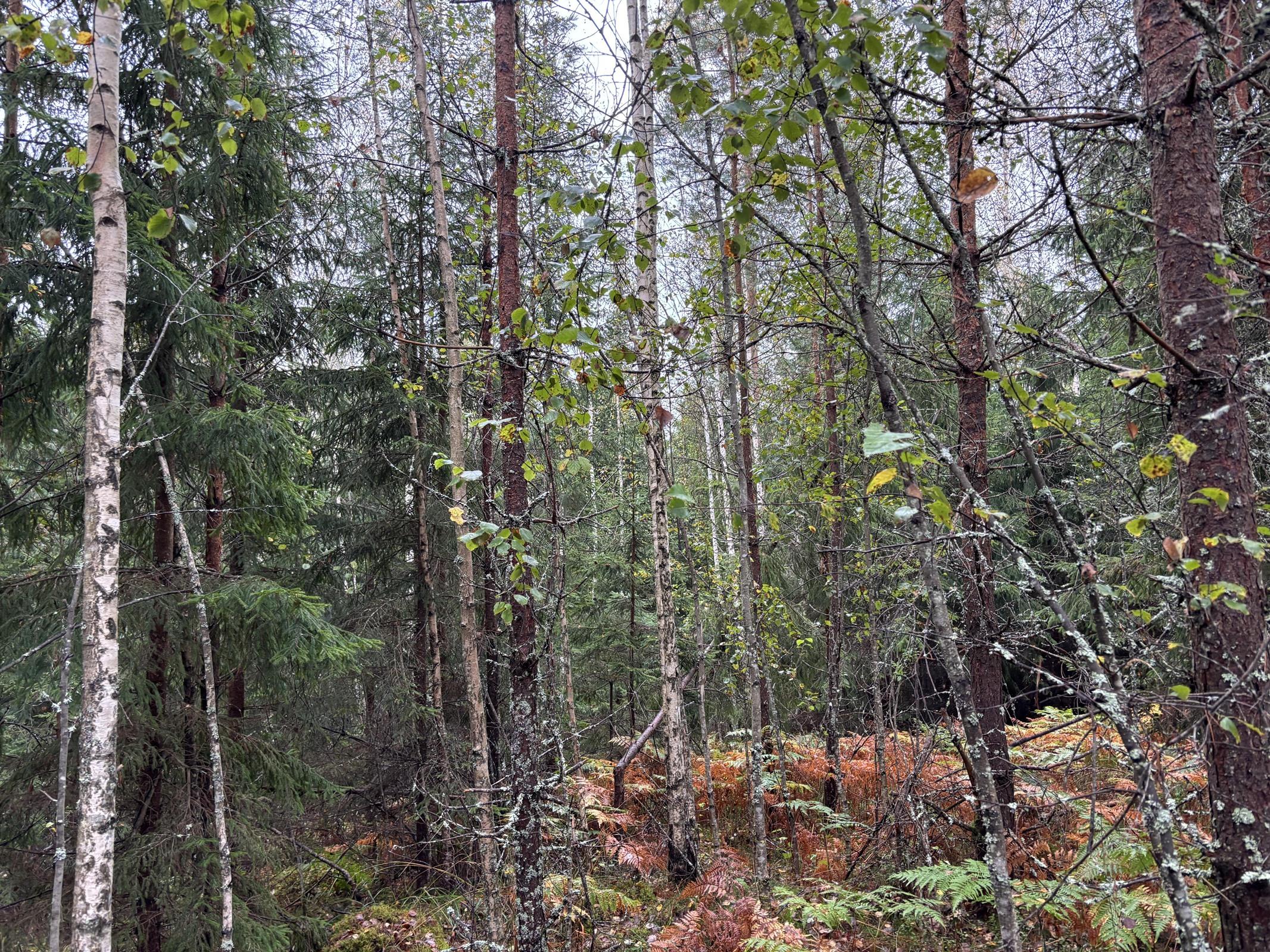 Kohdekuva 11