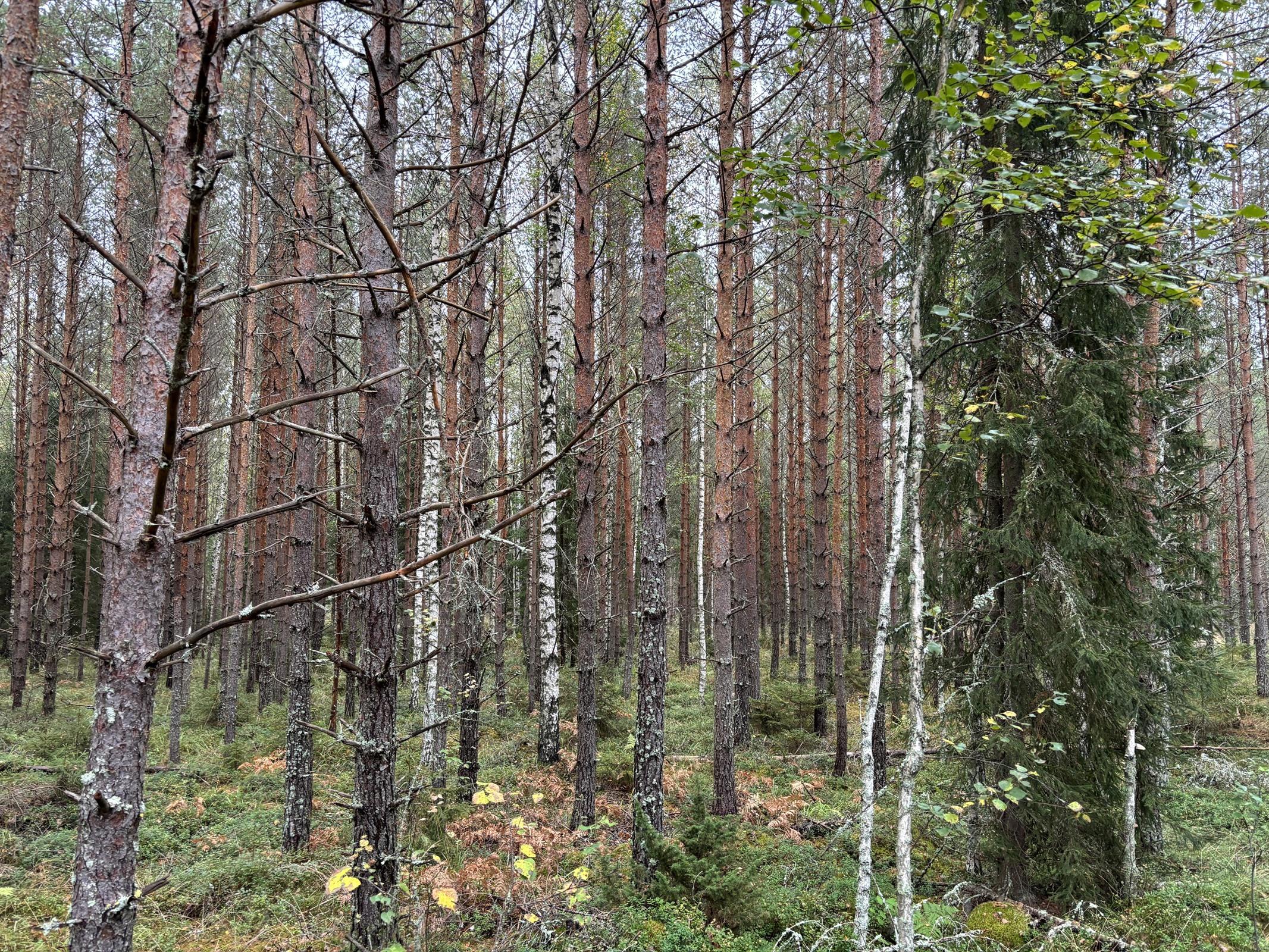 Kohdekuva 15