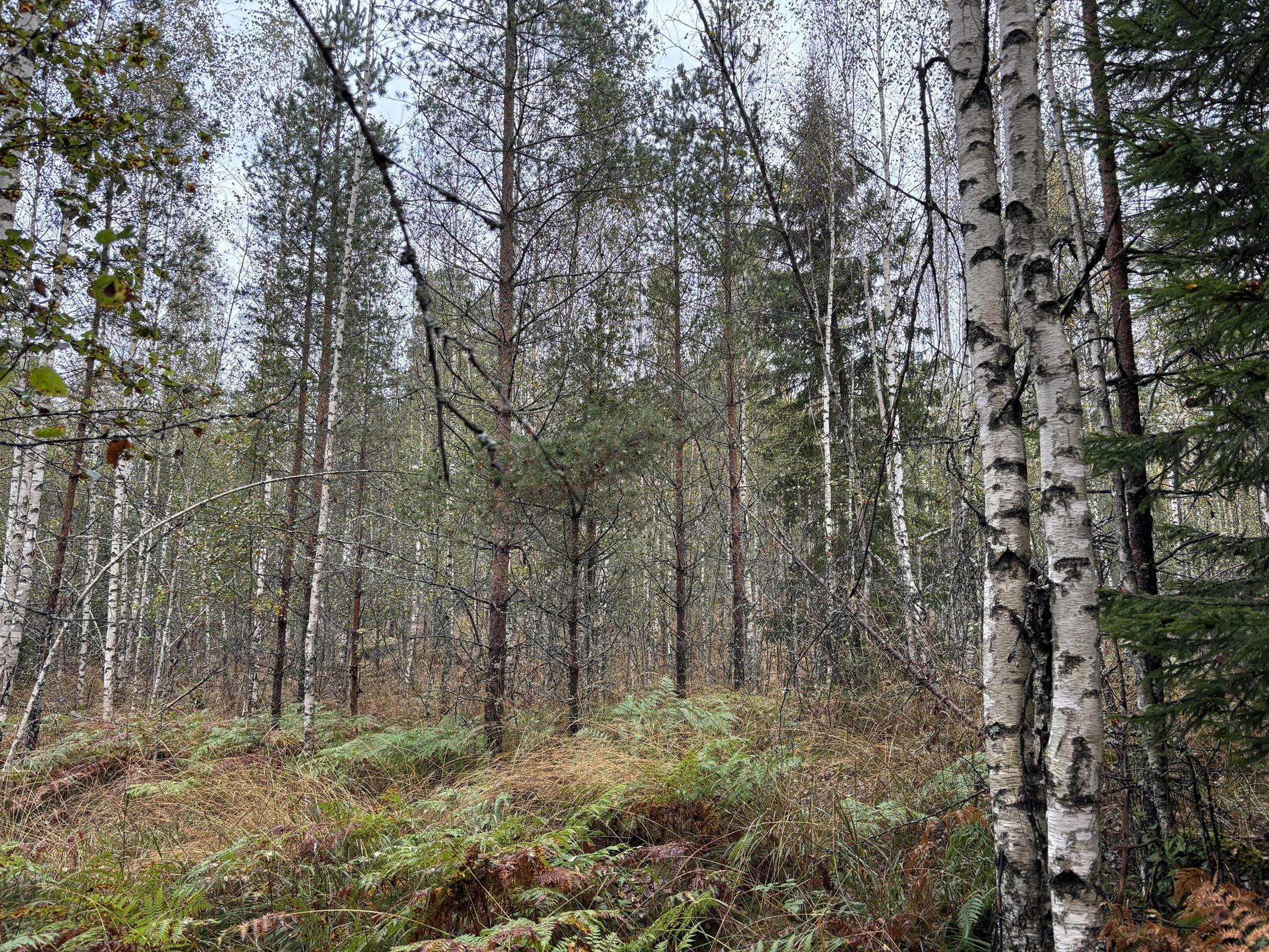 Kohdekuva 10