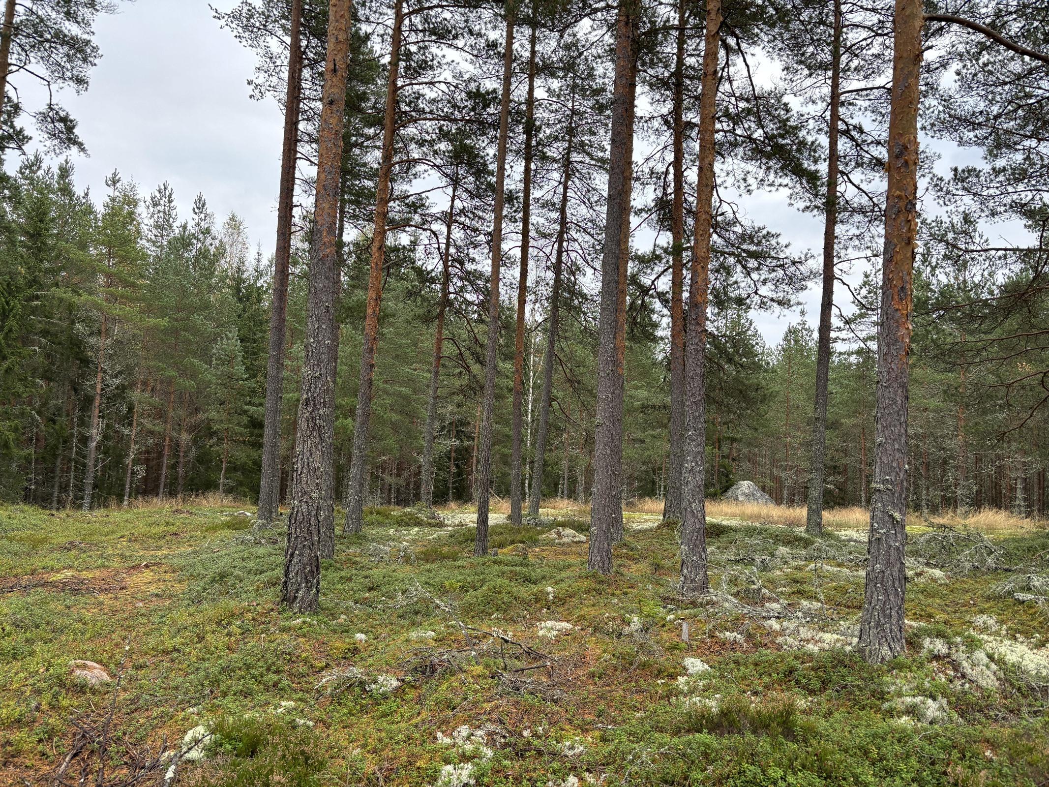 Kohdekuva 3