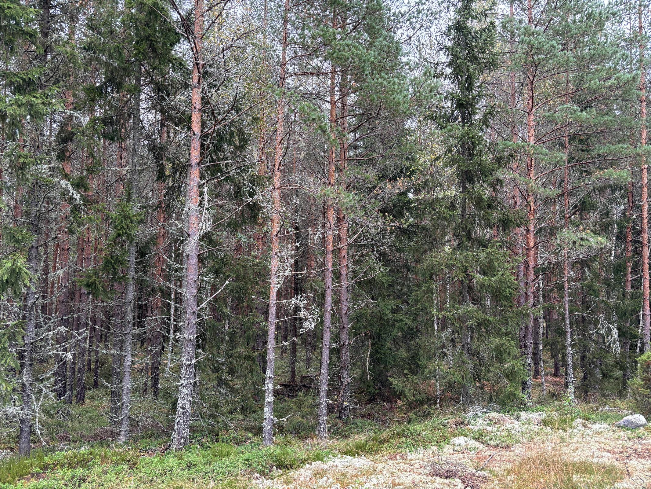 Kohdekuva 13