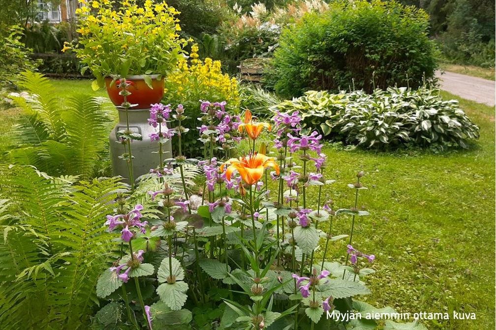 Myyjän aiemmin ottama valokuva