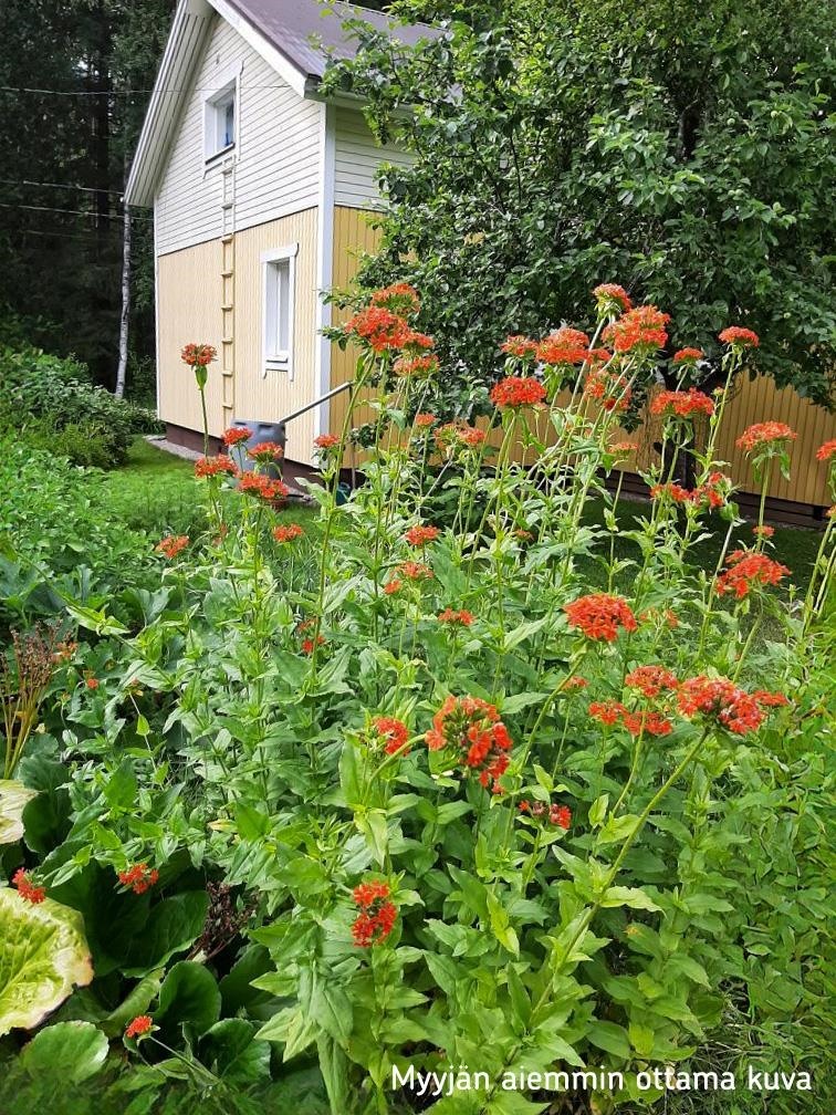 Myyjän aiemmin ottama valokuva