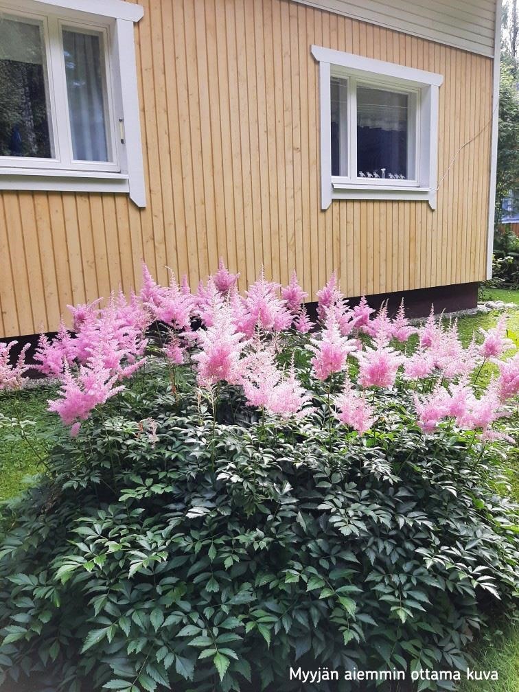 Myyjän aiemmin ottama valokuva