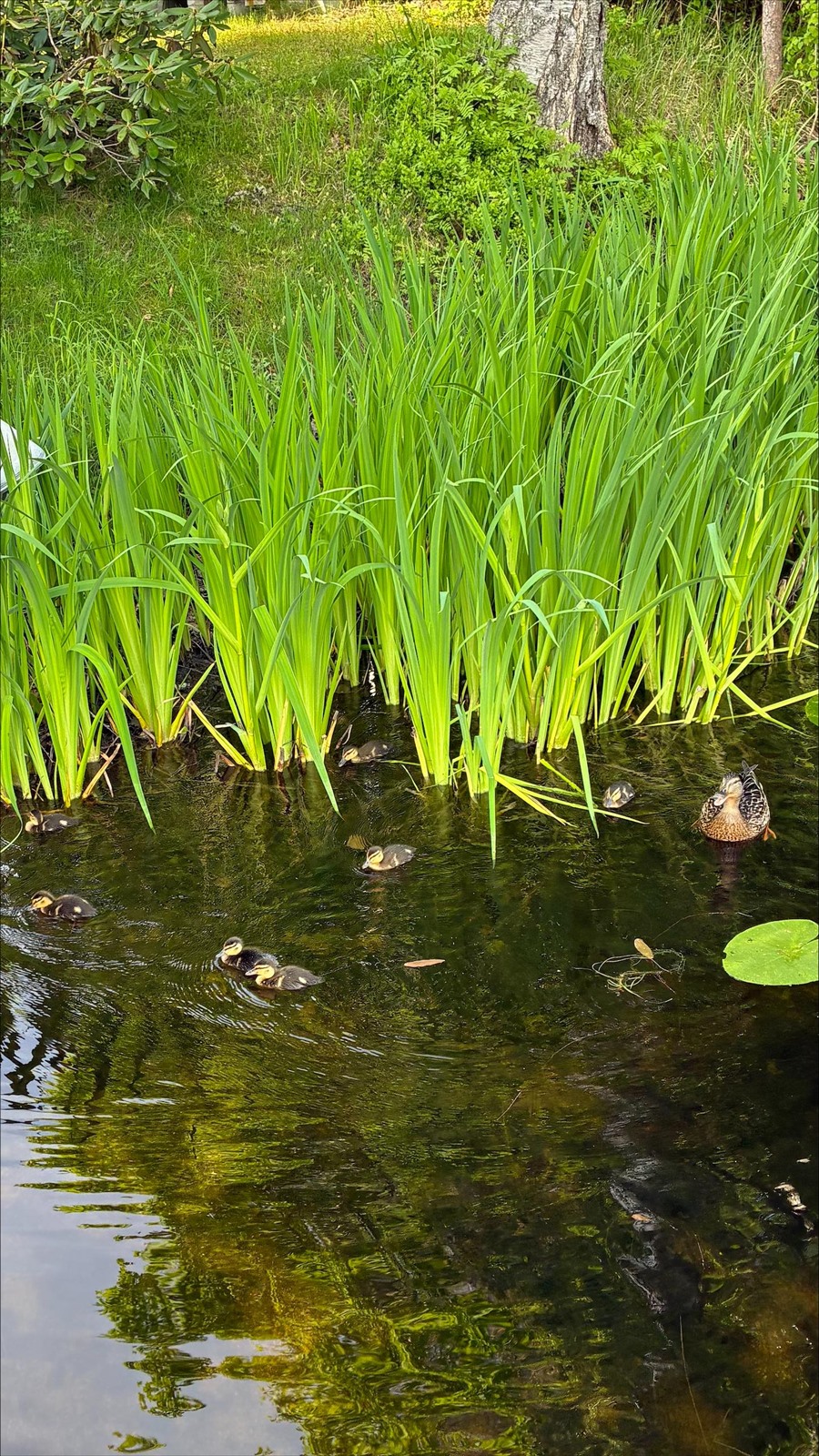 Kohdekuva 31