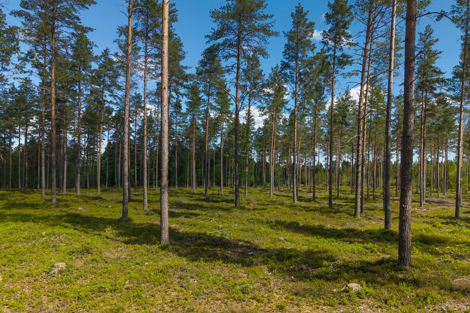 Skogen ner mot stranden / Lähimetsä