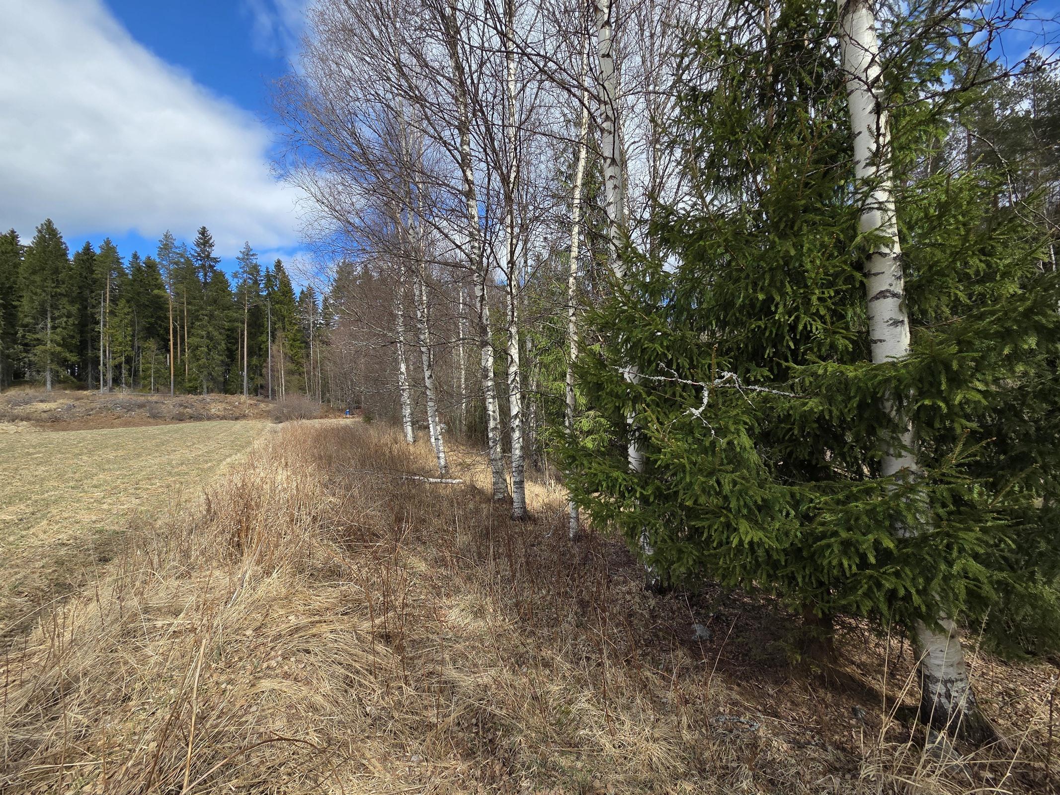 vanha tie mennyt pellon ja koivurivin vierestä mök