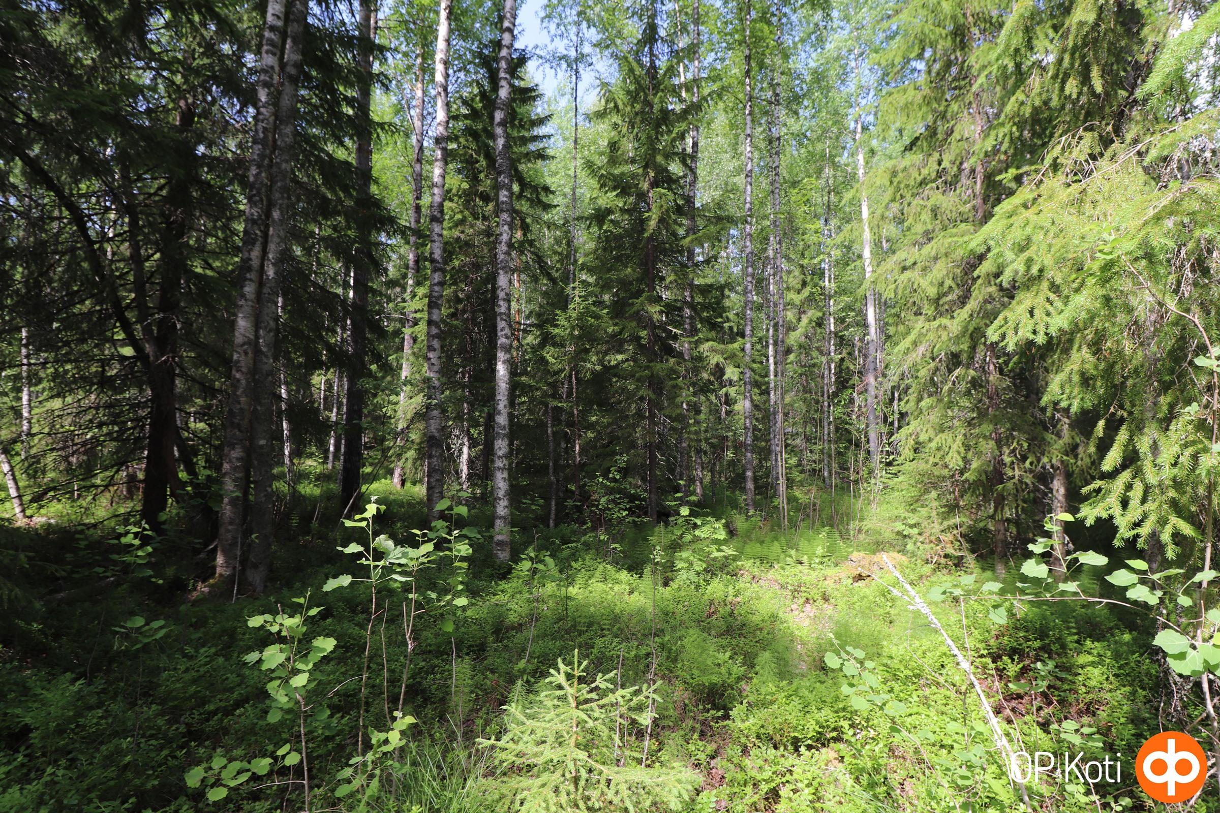 Metsätilaa