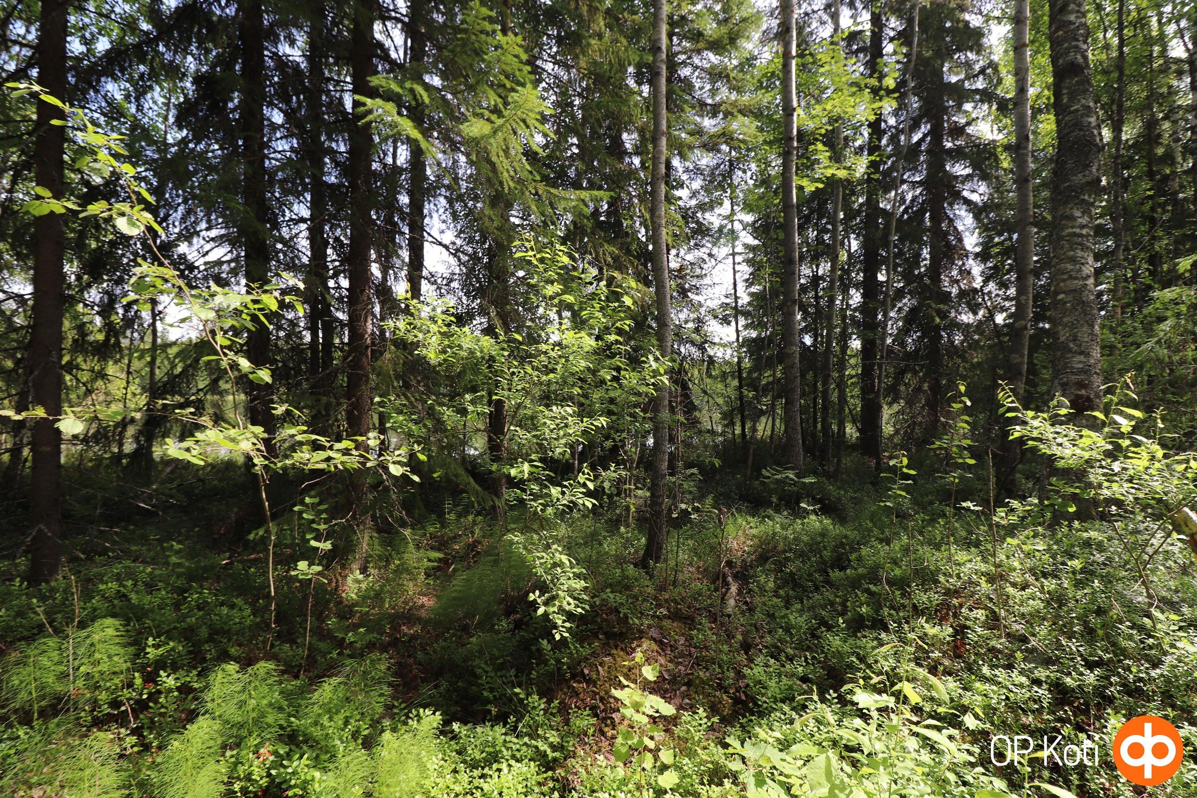 Metsätilaa