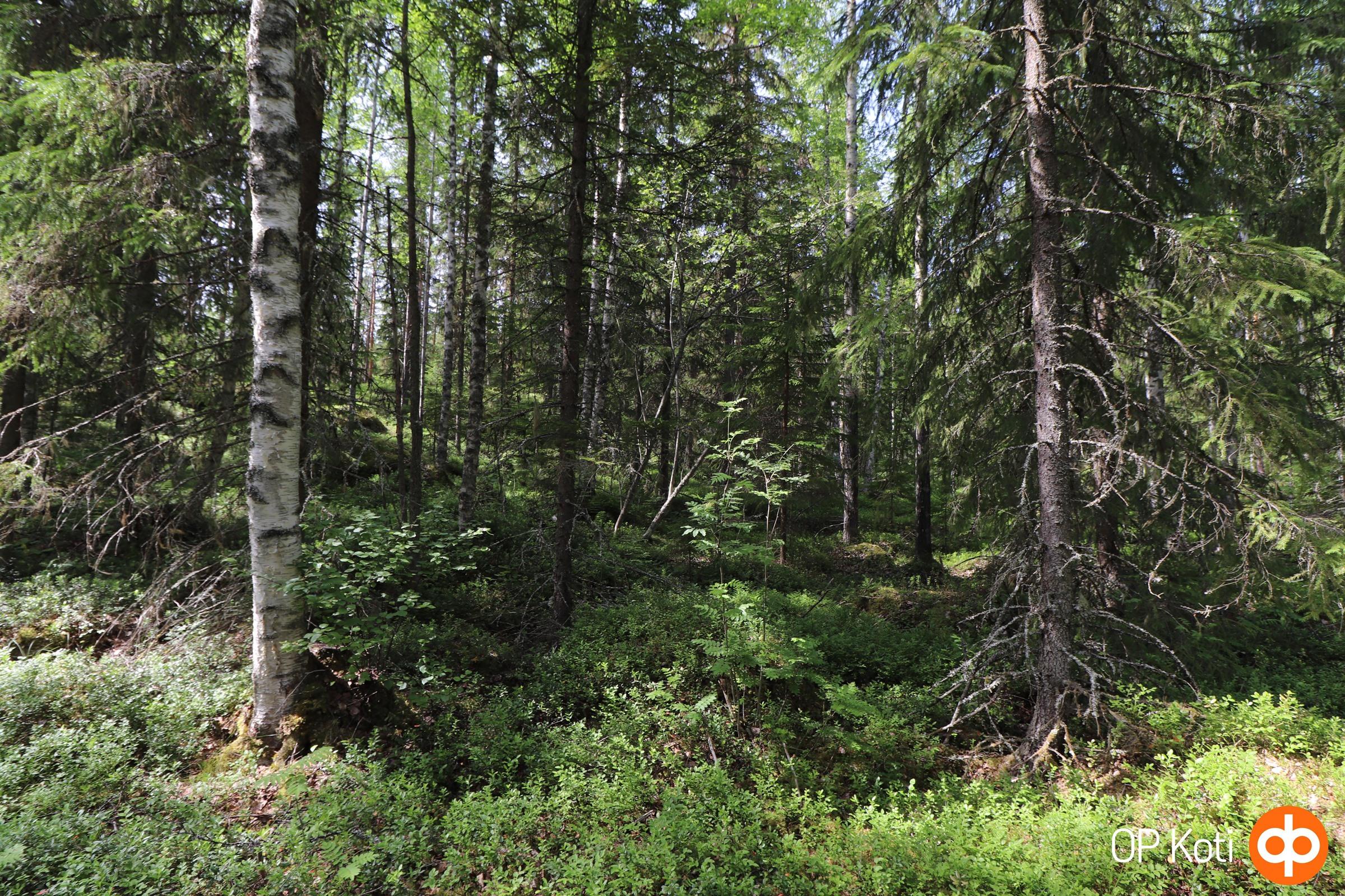 Metsätilaa