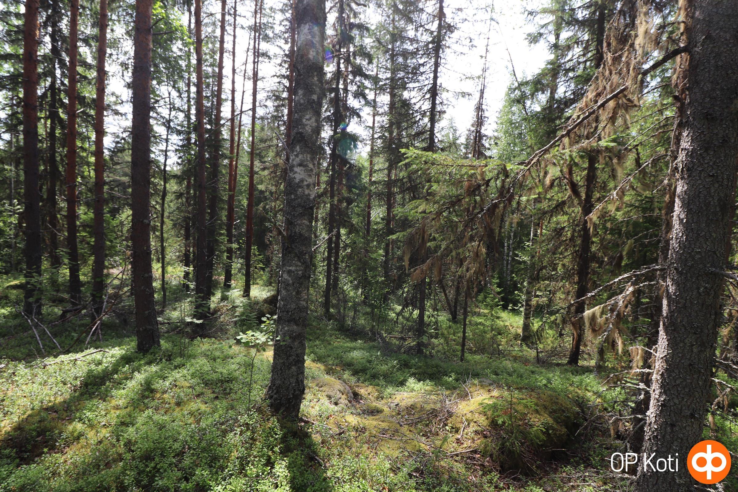 Metsätilaa