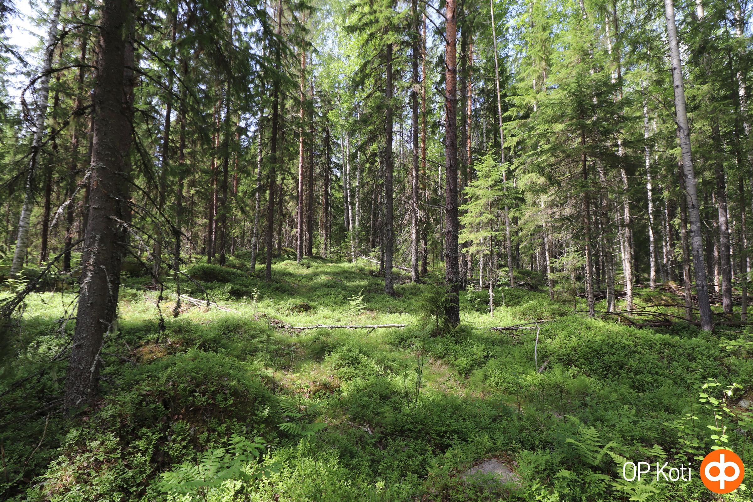 Metsätilaa