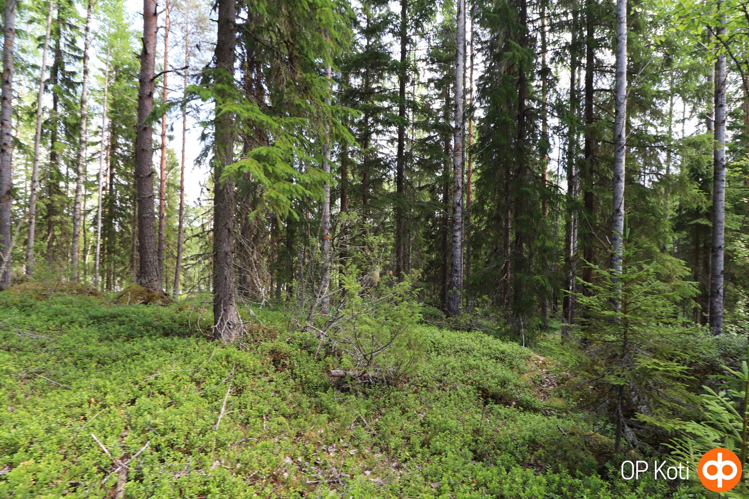 Metsätilaa