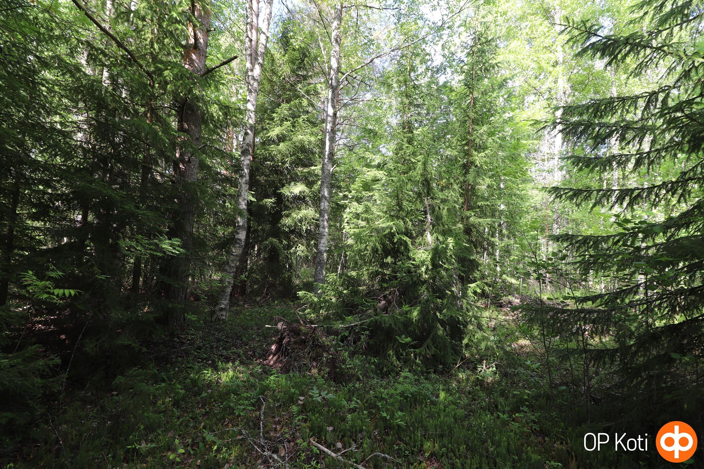Metsää